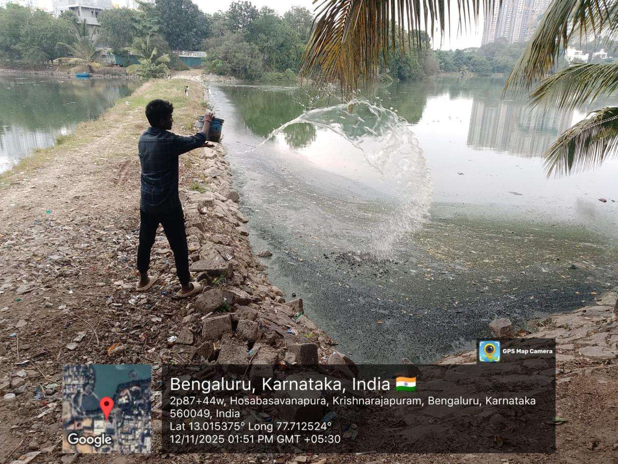 Seegehalli Lake Bio-Remediation — after